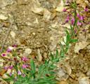 Arabis pulchra gracilis