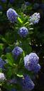 Ceanothus Rubins Blue
