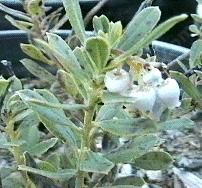 Arctostaphylos pumila