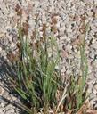 Juncus xiphiodes