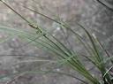 Carex globosa
