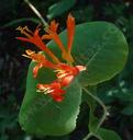 Lonicera ciliosa