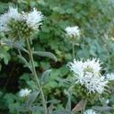 Monardella hypoleuca ssp. lanata