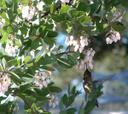 Arctostaphylos Mama Bear Manzanita
