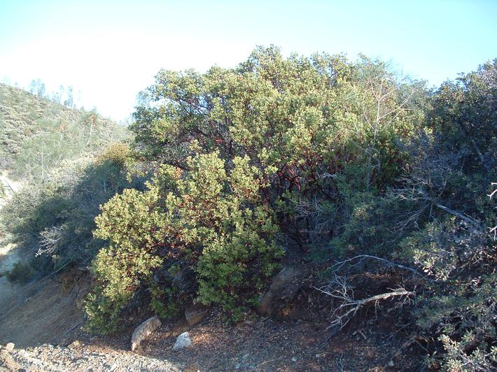 Arctostaphylos pungens Meican manzanita