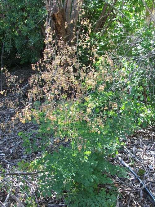 Thalictrum fendleri, Mountain Meadow Rue grows well in the shade under oaks