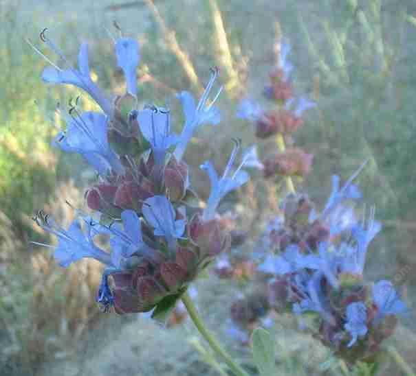 Salvia Celestial Blue