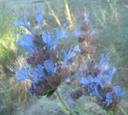 Salvia Celestial Blue