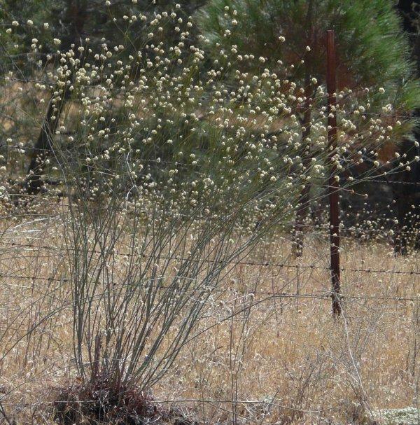 Naked buckwheat can grow as tall as your head, with a little bity foot print.