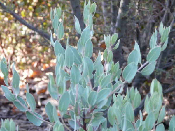 Arctostaphylos glandulosa ssp.crassifolia