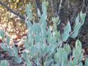 Arctostaphylos glandulosa ssp.crassifolia