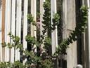 Arctostaphylos purissima Burton Mesa Groundcover