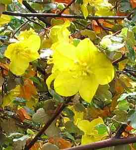 Fremontodendron californicum napensis
