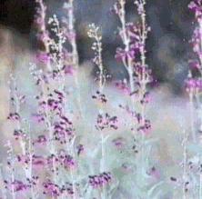 Penstemon parishii Pozo Pink