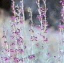 Penstemon parishii Pozo Pink