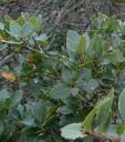 Quercus parvula