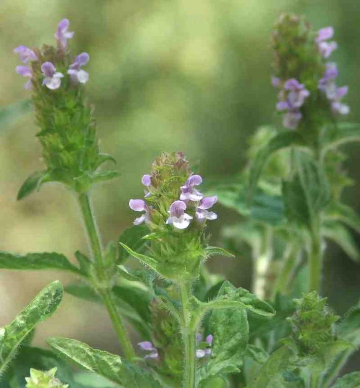 Prunella vulgaris lanceolata