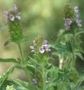 Prunella vulgaris lanceolata