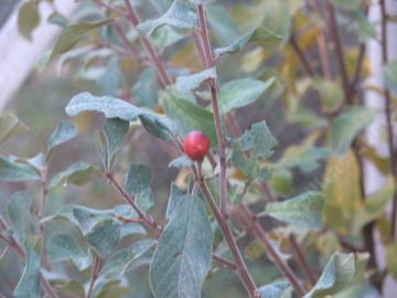 Rhamnus californica cuspidata