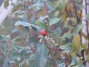 Rhamnus californica cuspidata