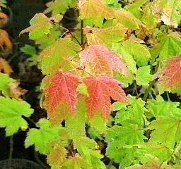 Acer circinatum