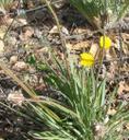 Agoseris grandiflora