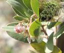 Arctostaphylos glandulosa glandulosa