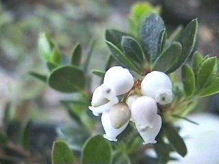 Arctostaphylos Emerald Carpet