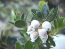 Arctostaphylos Emerald Carpet