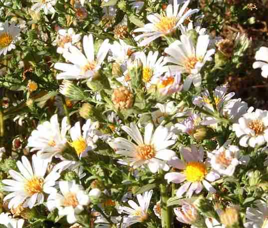 Aster chilensis