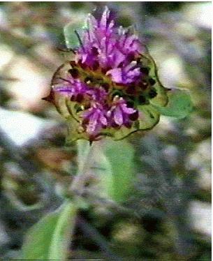 Monardella glauca