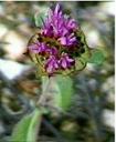 Monardella glauca