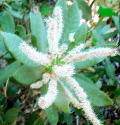 Castanopsis sempervirens
