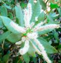 Castanopsis sempervirens
