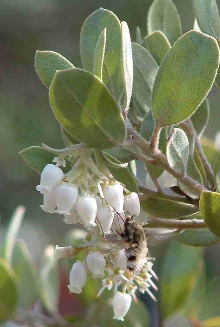 Arctostaphylos silvicola Ghostly Manzanita