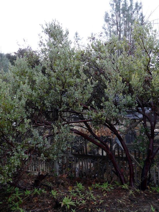 Arctostaphylos silvicola Ghostly Manzanita