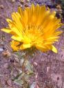 Grindelia robusta