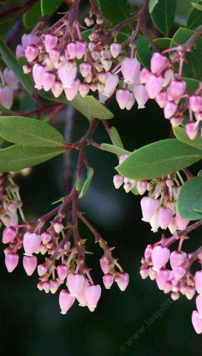 Arctostaphylos stanfordiana bakeri, Louis Edmunds Manzanita, has pink flowers.
