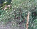 Arctostaphylos Ian Bush Manzanita