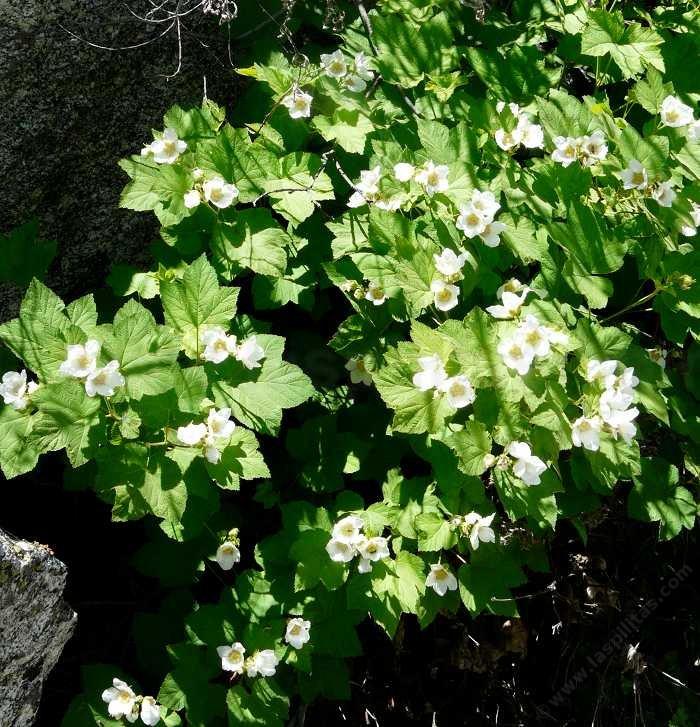 Rubus parviflorus