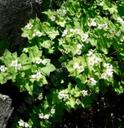 Rubus parviflorus