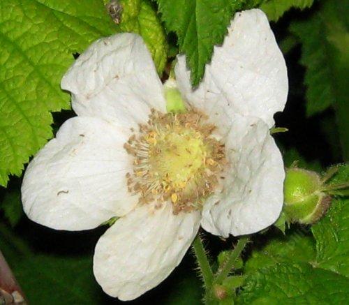 Rubus parviflorus, Thimbleberry