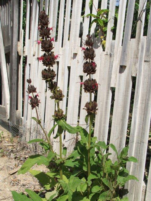 Salvia spathacea Powerline Pink