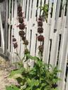 Salvia spathacea Powerline Pink