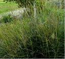 Sporobolus airoides