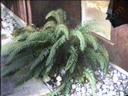 Woodwardia fimbriata