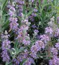 Salvia Gracias