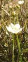 Parnassia palustris californica