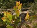 Arctostaphylos tomentosa
