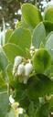 Arctostaphylos glauca Los Angeles